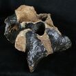 Woolly Rhinoceros Vertebra Bone - Late Pleistocene #3445-3